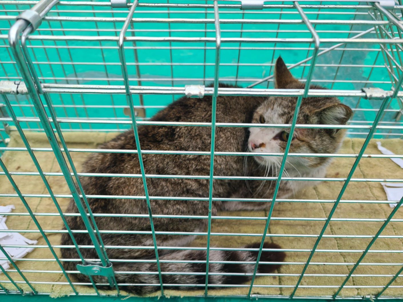 한국 고양이 이미지 파일 입니다.
